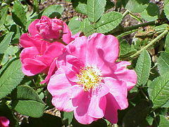 rose française