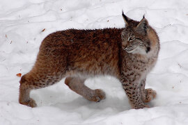 Lynx