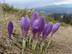 crocus
