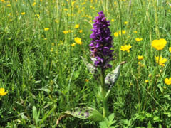 dactylorhize tacheté